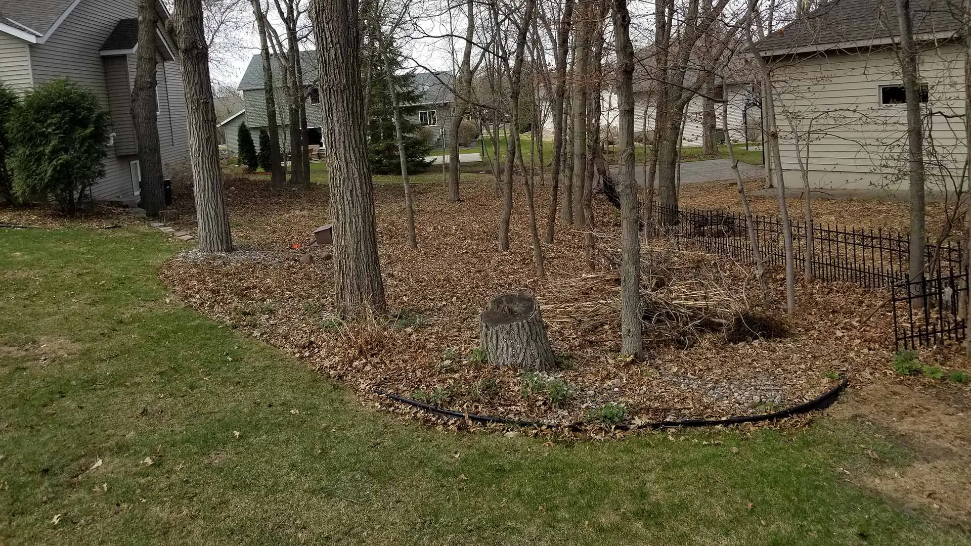 Residential yard before a fall clean up in Sauk Rapids, MN.