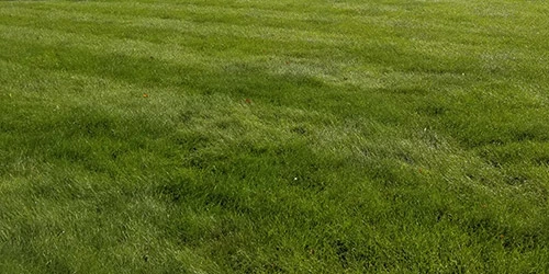 Yard in St. Cloud, MN after aeration and overseeding services.