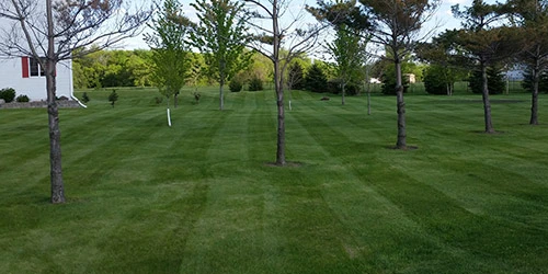 Lawn mowing service with stripes for homeowner in St. Cloud, MN.