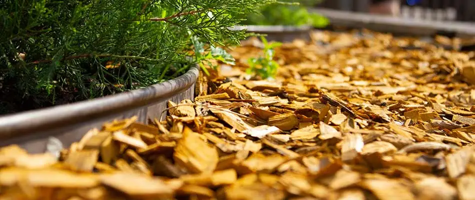 What Mulch Provides That You Don't Realize