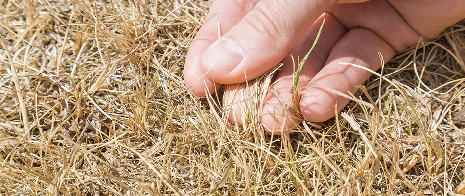 5 Ways You're Accidentally Killing Your Lawn