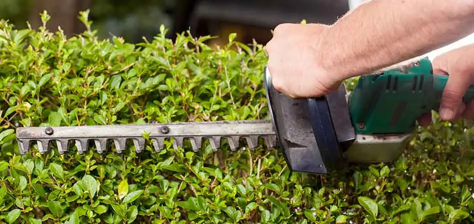 When our professionals trim the landscape plants of our clients in St. Cloud, they are always careful to not trim them too short.