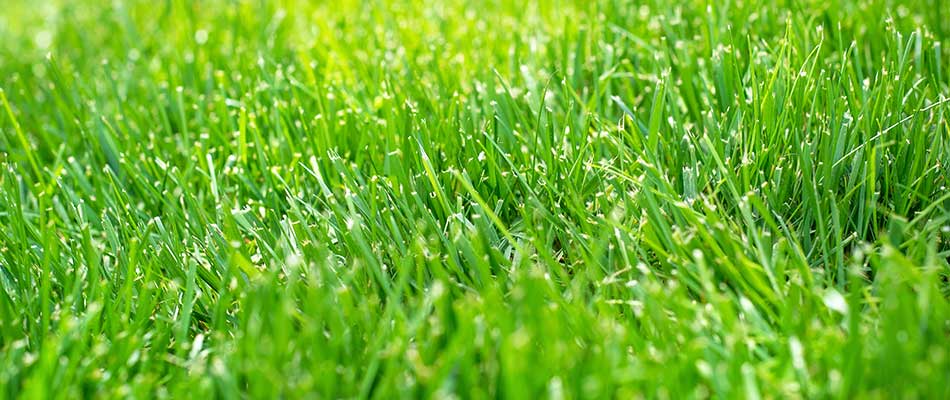 Healthy, green lawn grass at a property in St. Cloud, MN.