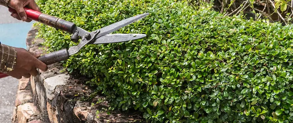 4 Must-Know Tips for Trimming & Pruning Your Hedges This Year