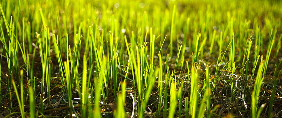 Should You Use Sod or Grass Seed for a New Lawn?