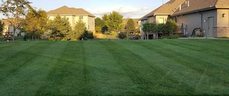 This lawn in Sartell has been properly mowed to 1/3 the height of the blade.
