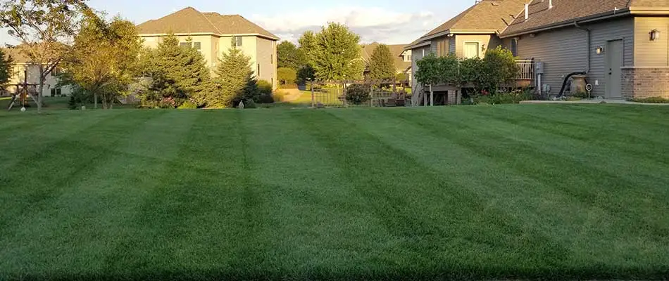 How to Get Your Lawn Prepared for 2020