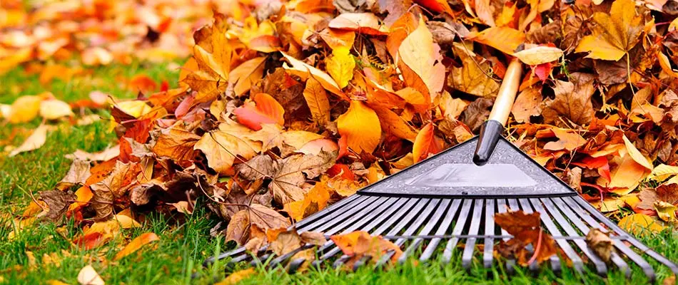 How Removing Leaves in Fall Helps Your Lawn Thrive