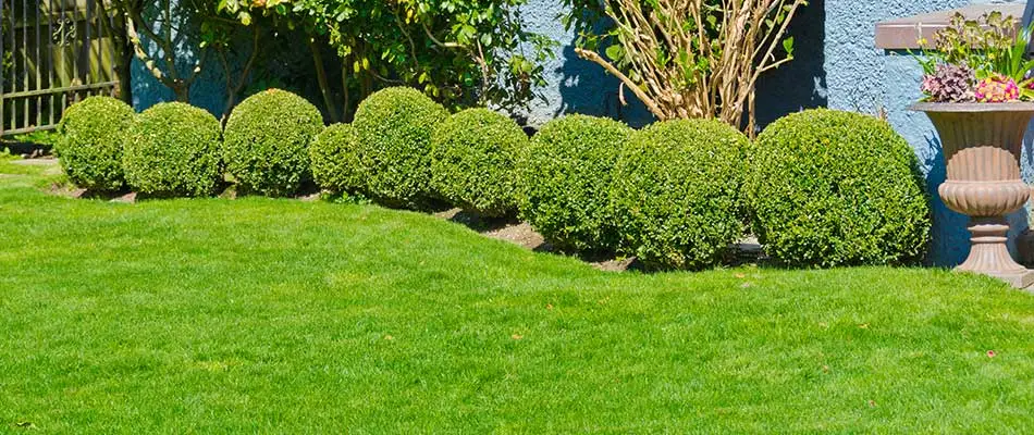 Recently trimmed shrubs in a yard near Sartell, MN.
