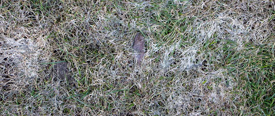 Snow mold forms in grass near Sartell, MN.
