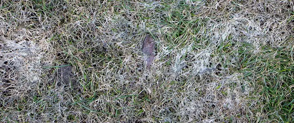 Snow mold forms in grass near Sartell, MN.