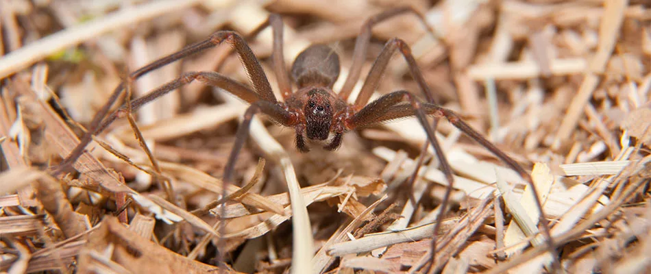 A spider hiding among debris in a yard in Sauk Rapids, MN.