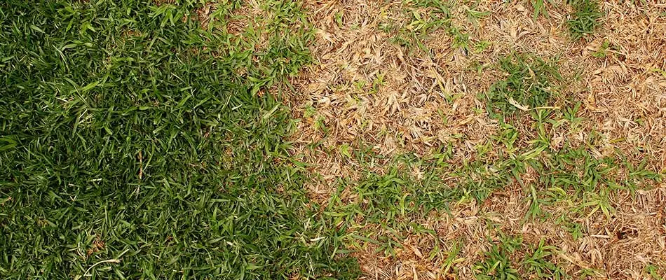 An unhealthy lawn in St. Cloud, MN.