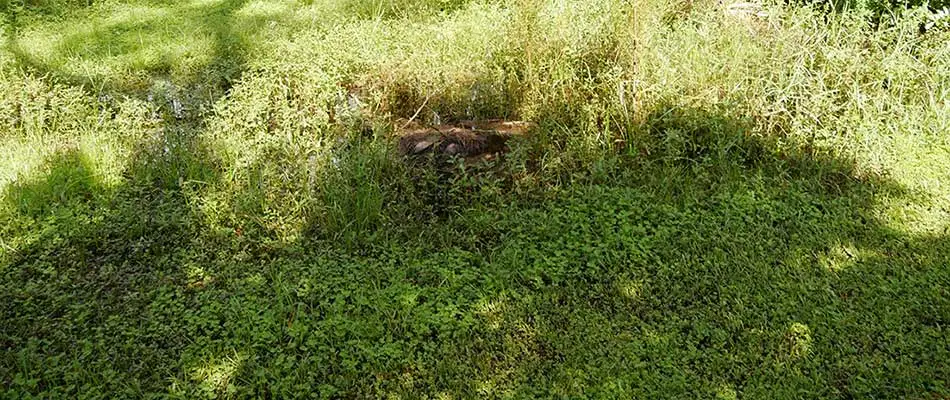 This lawn in Sartell was neglected and lost its maintained appearance.