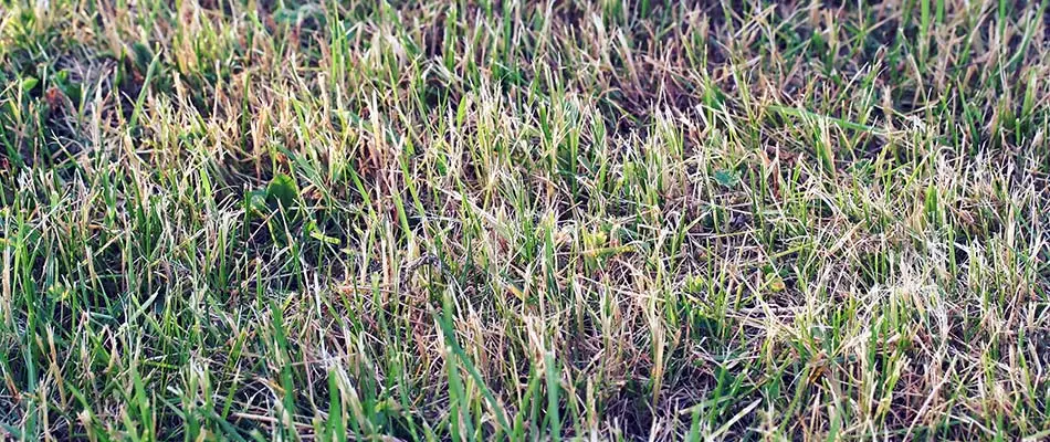 Grass drying up in winter in St. Cloud, MN.