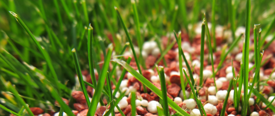 Close up photo of the type of fertilizer we use on our clients lawns throughout the Sauk Rapids area.