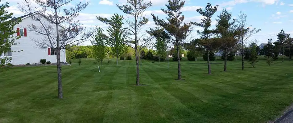 Recently trimmed and pruned trees at a St. Cloud, MN home property.