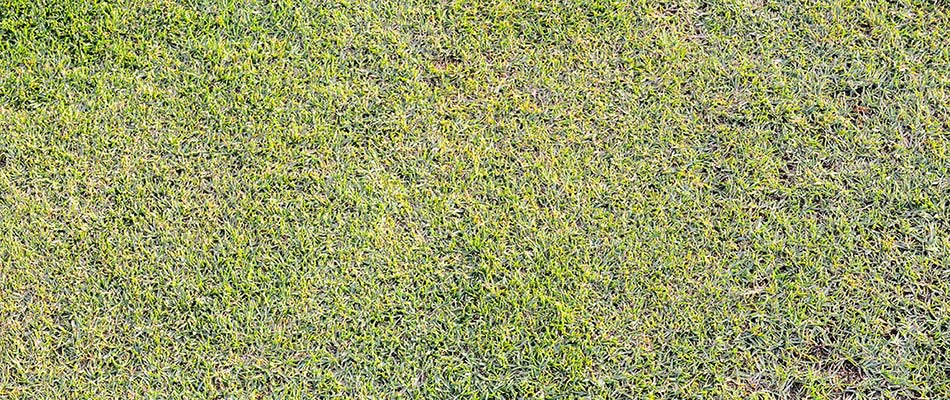 Grass cut too short compromising lawn health in Sartell, MN.