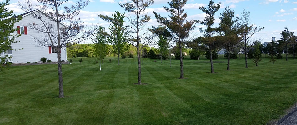 A yard in Waite Park. MN that was recently mowed.