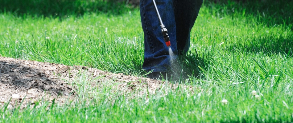 Our ongoing weed control treatment, our staff spraying and treating a yard in Sartell.