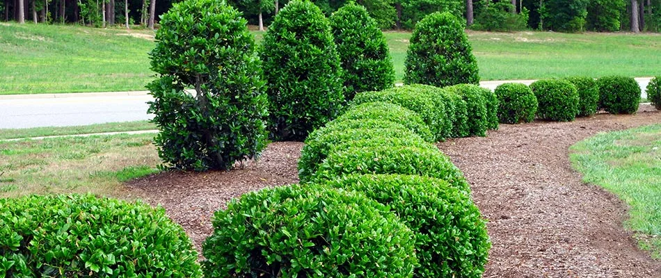 These shrubs in St. Cloud, MN require routine trimming.